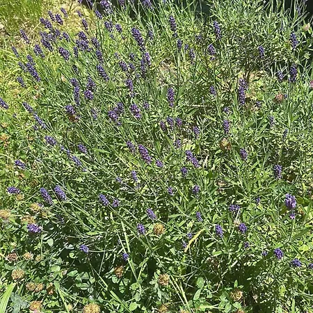 Cacalupa A Paradise Between Woods And Lavander * Ovada